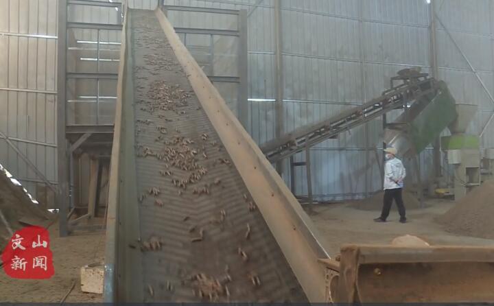 在廣南縣那灑鎮生物質顆粒燃料加工廠，粉碎機、輸送帶、木屑造粒機呈流水線作業(ye) ，將桔杆、枯木等可燃材料加工成顆粒狀成品對外出售.jpg